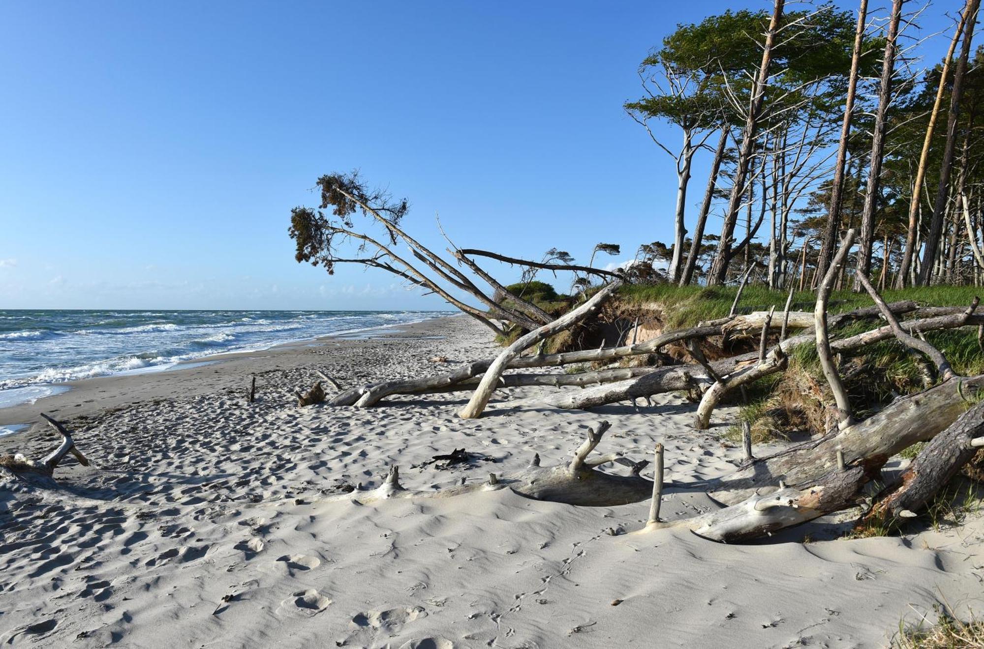 Strandhafer Ostseeheilbad Ostseeheilbad Zingst Exterior foto